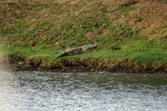 Crocodile