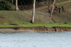 2 large crocodiles...