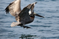 Pelican-landing