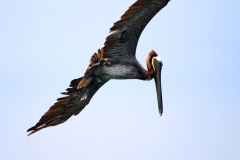 Pelican-preparing-to-dive