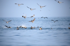 feeding-time-for-the-Pelicans