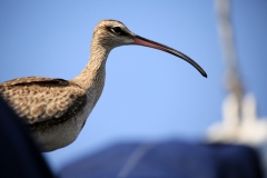 ibis