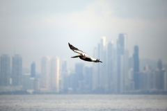 Pelican against the Panama City skyline