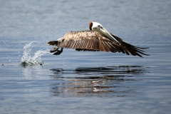 pelican-taking-off