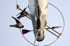 swallows-or-swifts-on-the-wind-vane